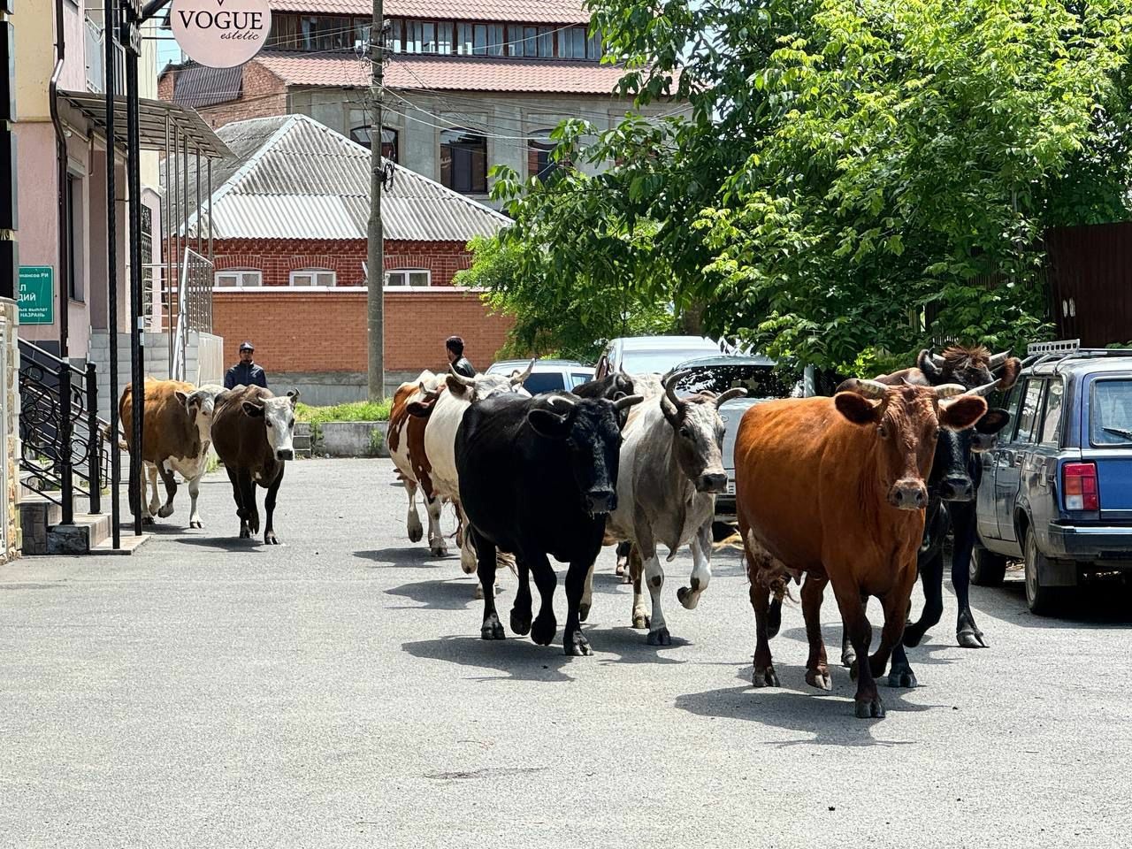 В Назрани поместили на арестплощадку очередную партию бродячего скота