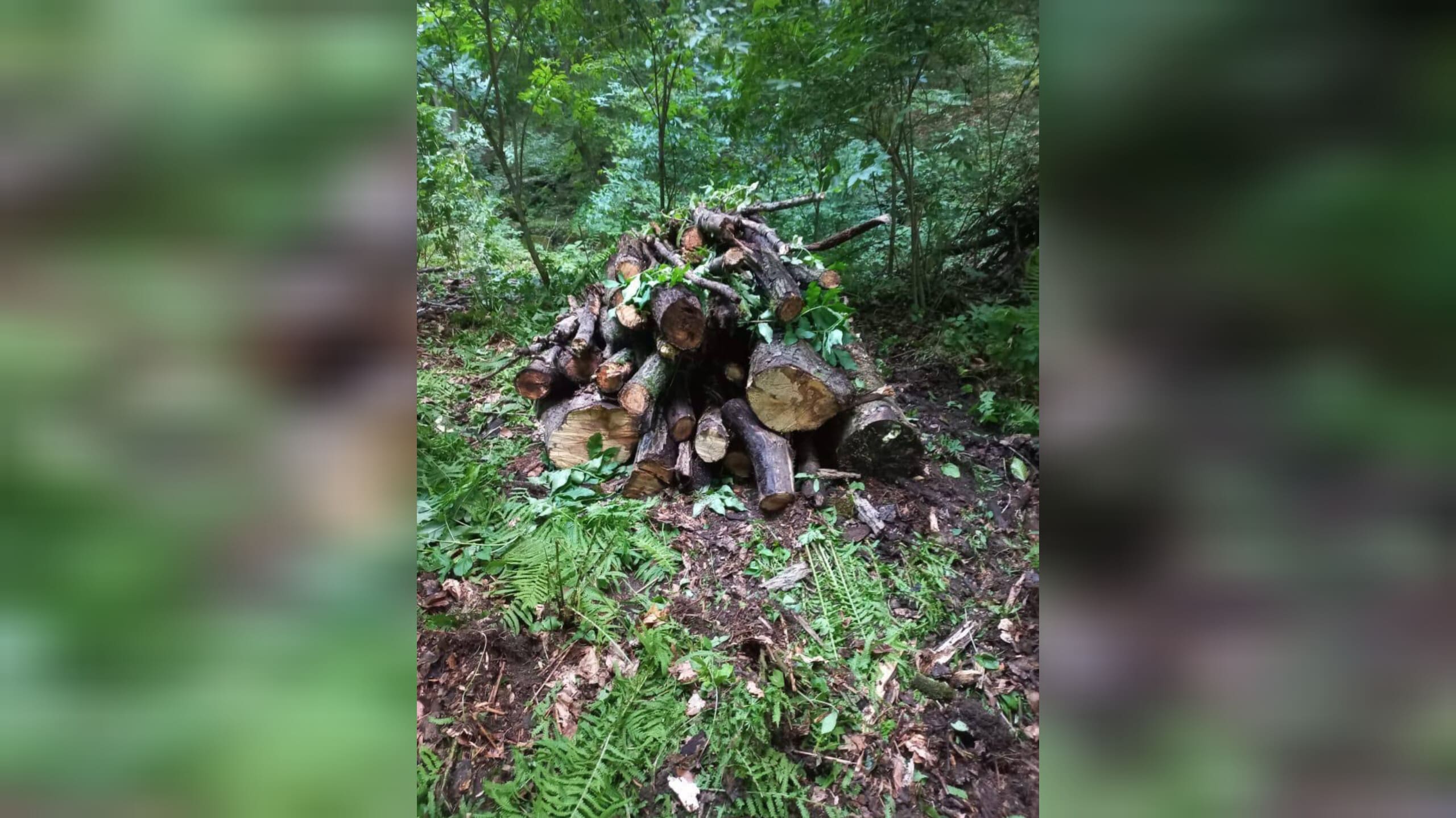 В лесах Ингушетии проводится санитарная уборка