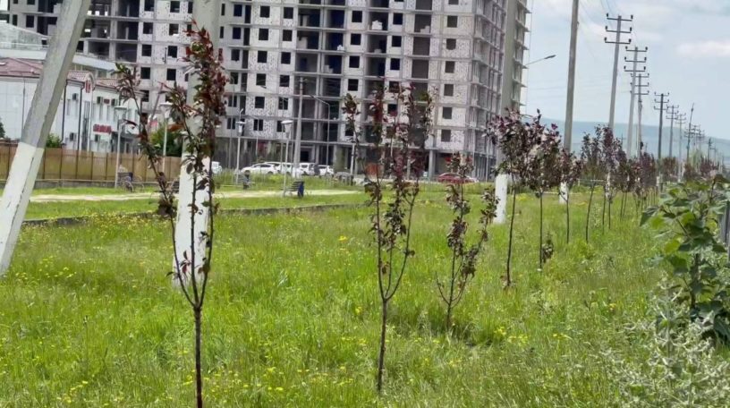 В Сунже компания «Сийг» в рамках акции «Сад памяти» озеленила улицу 