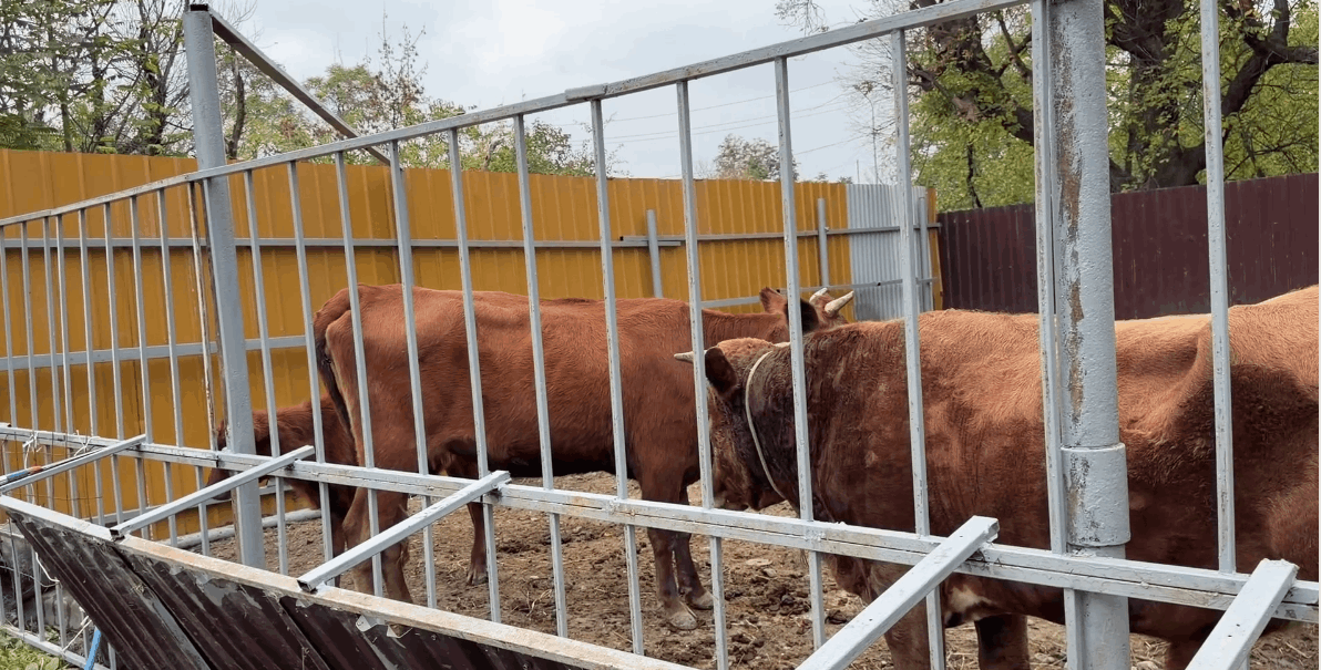 Шесть бродячих коров поместили на спецстоянку в Сунже Ингушетии