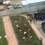 В Сунже Ингушетии во дворе многоквартирного дома обнаружили табун лошадей